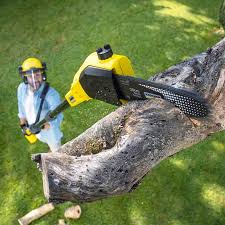 Best Tree Disease Treatment  in Sunnyvale, CA