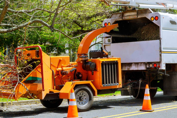 Best Stump Grinding and Removal  in Sunnyvale, CA